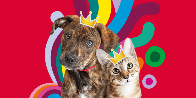 cat and dog still image